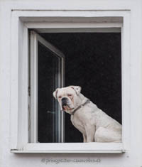  - Hund im Fenster